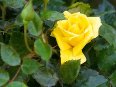 -人民公园(罗湖区)