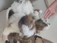 -美美宠物诊疗中心·异宠·骨科(滨江东信分院)