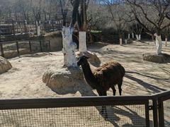 -青藏高原野生动物园