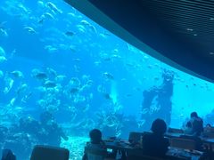 -海棠湾洲际-涛·海底餐厅·美人鱼·自助餐·海底隧道