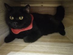 -滚猫咖啡·猫咖·猫友好撸猫(未来城店)