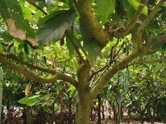 -歌斐颂巧克力小镇