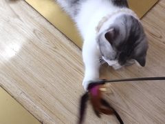 -Sweet cat·星愿猫咖(国贸大厦店)