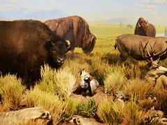 -陕西自然博物馆