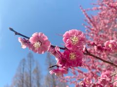 -杭州植物园