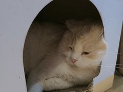 -藏猫猫咖啡主题馆(中央大道店)