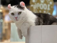 -藏猫猫咖啡主题馆(中央大道店)