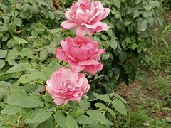 -莲花池公园