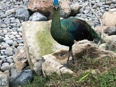 -芽庄珍珠岛游乐园