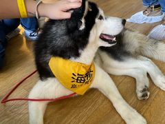 -Husky Go! 哈士奇体验馆·宠物咖啡厅狗咖