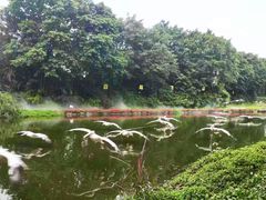 -广州长隆飞鸟乐园