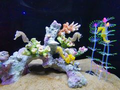 -欢乐海岸海洋奇梦馆
