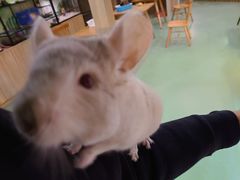 -藦茜花园宠物主题亲子互动体验馆(国顺东路店)