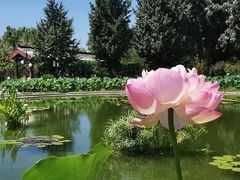 -莲花池公园