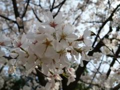 -武汉大学-樱园