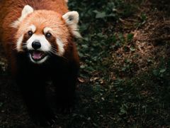 -黔灵山公园
