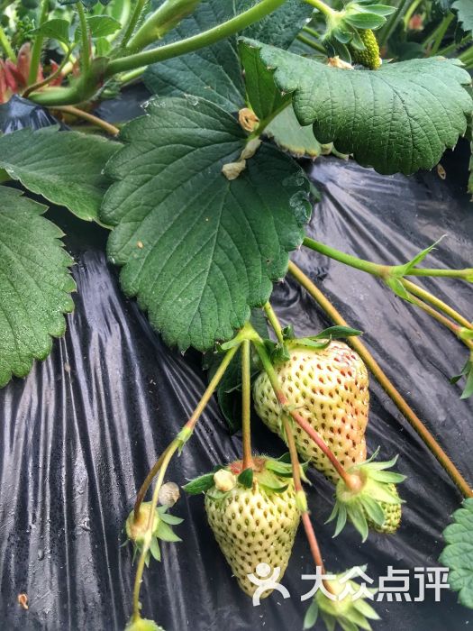 小吴草莓采摘大棚图片 - 第4张