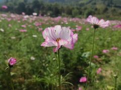 -径山花海