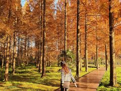 -黄海国家森林公园