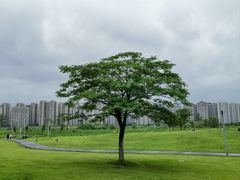 -洋湖国家湿地公园