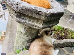 -喵屿·大理花园猫咖