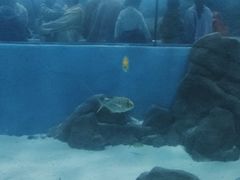 -苏州海洋馆