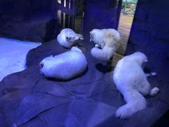 -海合安成都极地海洋公园