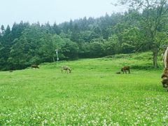 -武陵山森林公园