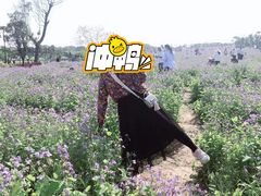 -花博汇(知音花月夜)