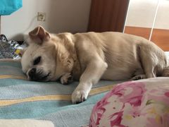 -康乐宝动物医院