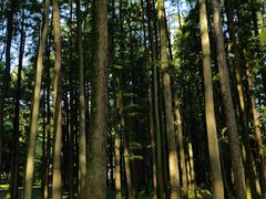 -上海共青森林公园