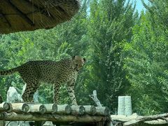 -北京野生动物园