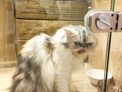 -屋虎猫馆(宝安大仟里店)