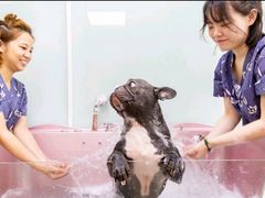 -艾贝尔宠物医院 ·中兽医·宠保定点(北门桥店)