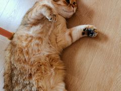 -猫腻·猫咖·撸猫馆(星光大道店)