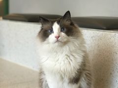 -飞行喵MR PILOT|猫舍·猫咖(静安大融城店)