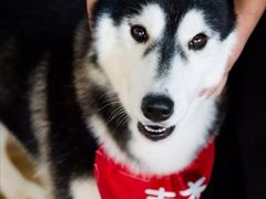 -Husky Go! 哈士奇体验馆·宠物咖啡厅狗咖