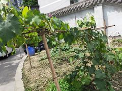 -宽窄巷子景区-外围地面停车场