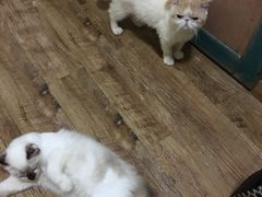 -猫色咖啡·猫咖