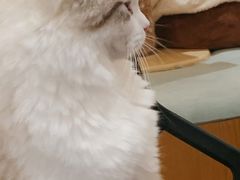 -滚猫咖啡·猫咖·猫友好撸猫(未来城店)