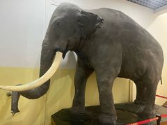 -国家自然博物馆