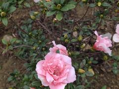 -绵阳盛世樱花悠乐谷