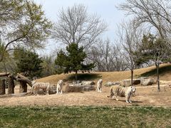 -北京野生动物园