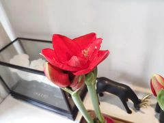 -精德口腔·种植修复·儿牙中心(财富中心店)