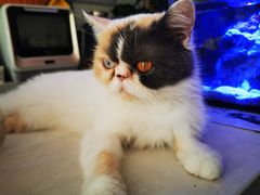 -平行世界·猫咖(首经贸店)