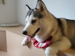 -Husky Go! 哈士奇体验馆·宠物咖啡厅狗咖