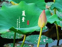 -荷塘月色湿地公园·向阳花洲
