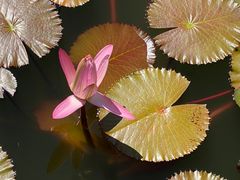 -国家植物园南园