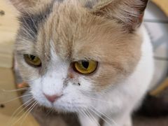 -猫房·猫吧·猫咖(龙湖时代汇店)