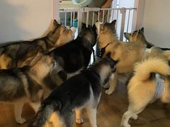 -Husky Go! 哈士奇体验馆·宠物咖啡厅狗咖
